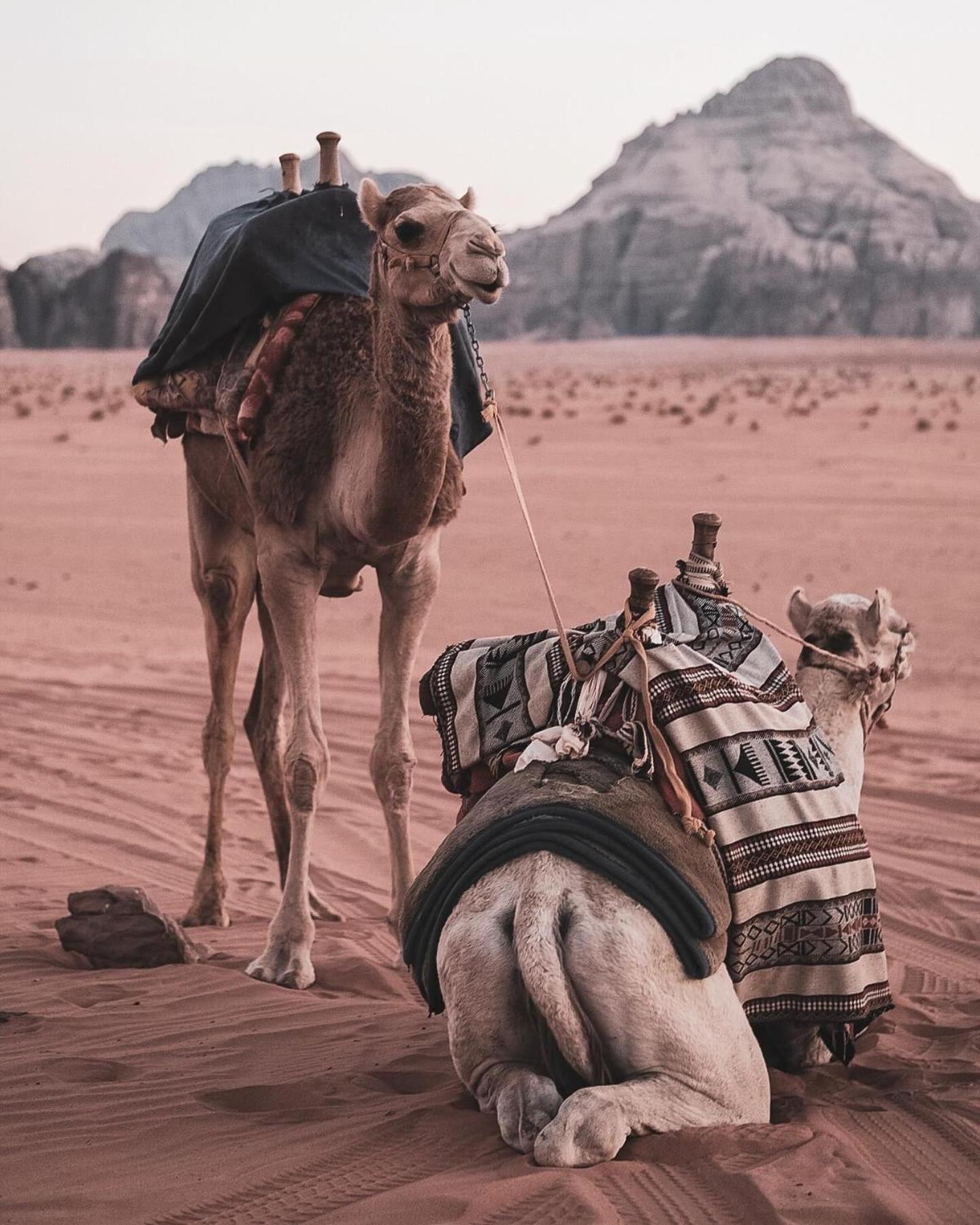 Flower Life Camp Wadi Rum Eksteriør billede